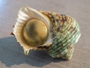 TURBINIDAE TURBO ARGYROSTOMUS