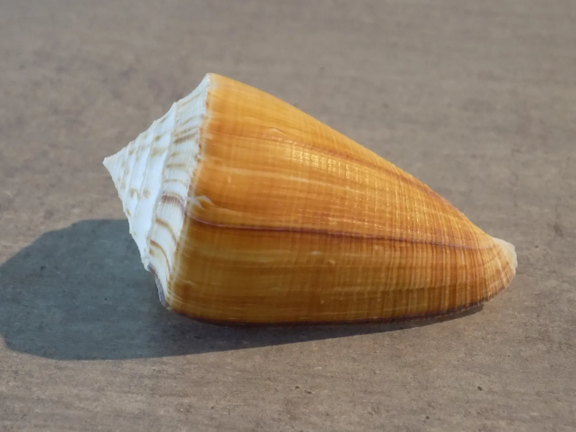 CONIDAE ASPRELLA SULCATUS SULCATUS