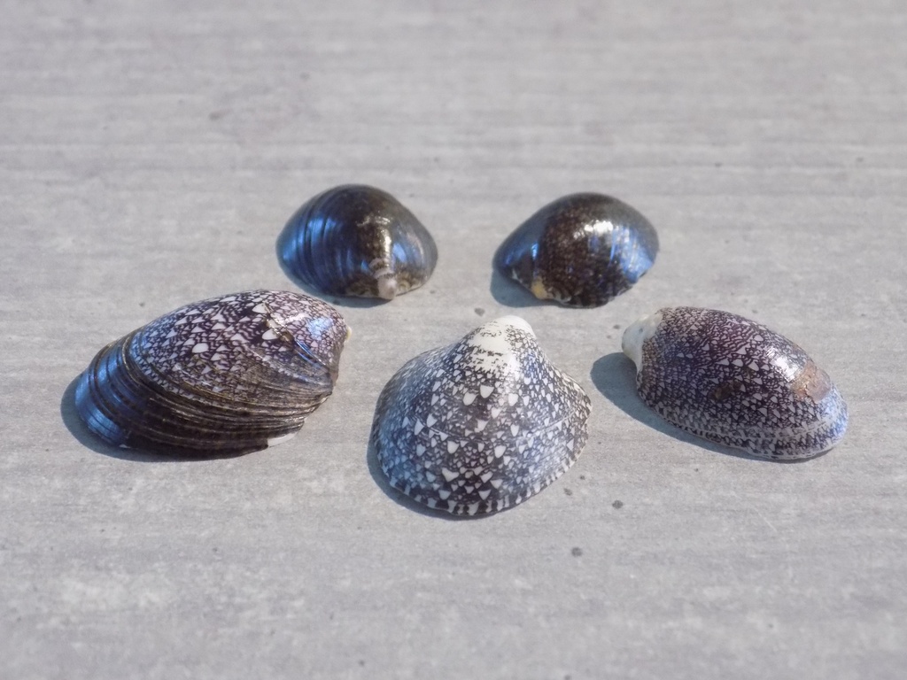 NERITIDAE SEPTARIA BORBONICA lot 5u