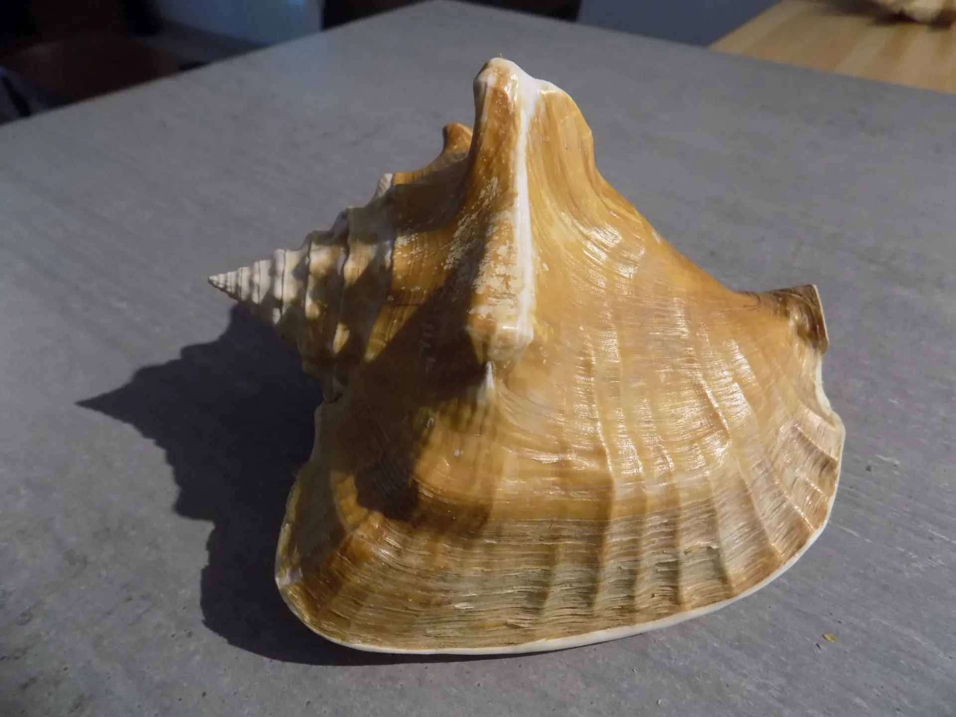 STROMBIDAE MACROSTROMBUS COSTATUS  XL