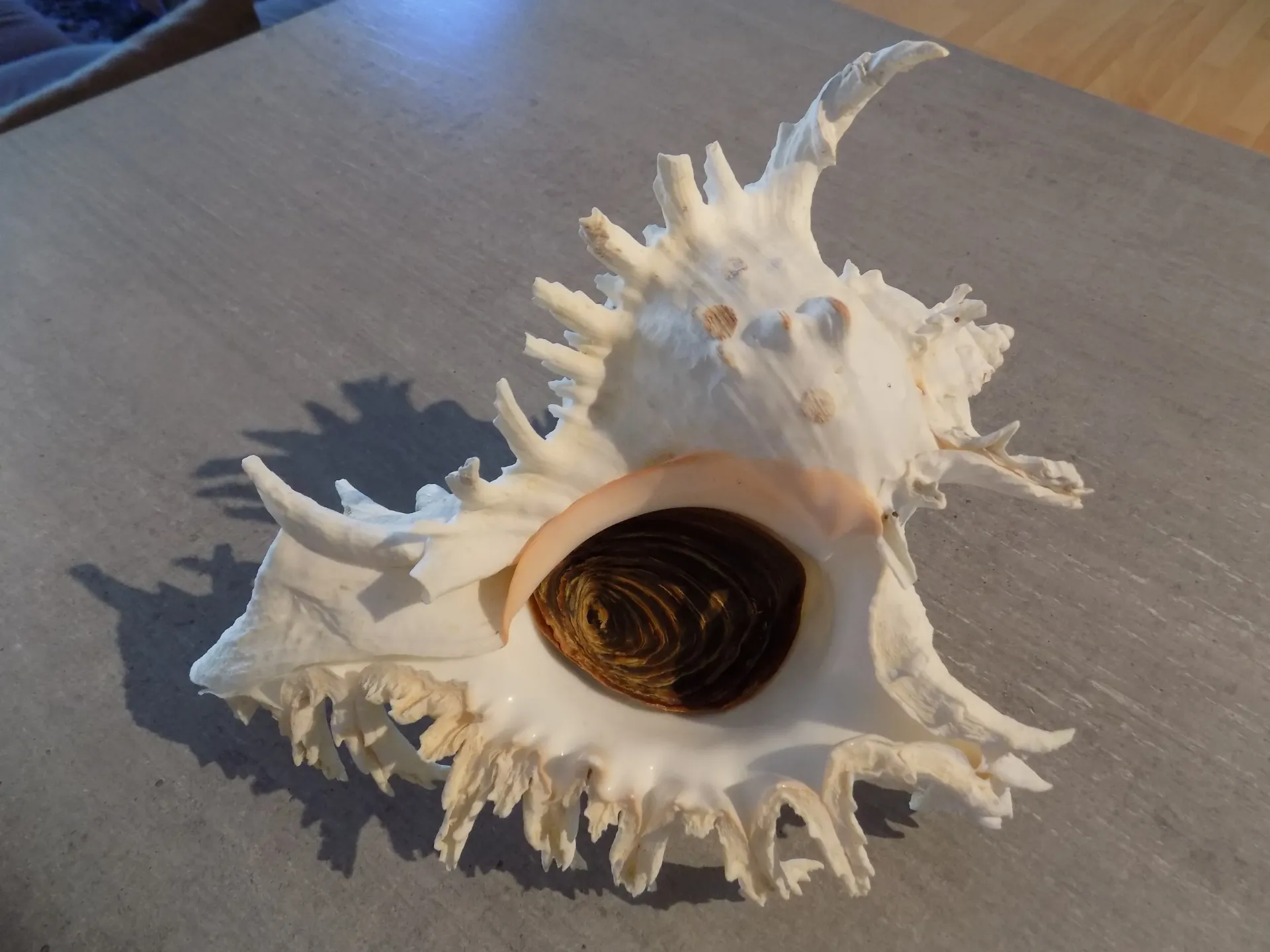 MURICIDAE CHICOREUS RAMOSUS XXL