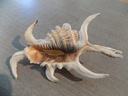 STROMBIDAE HARPAGO ARTHRITICUS