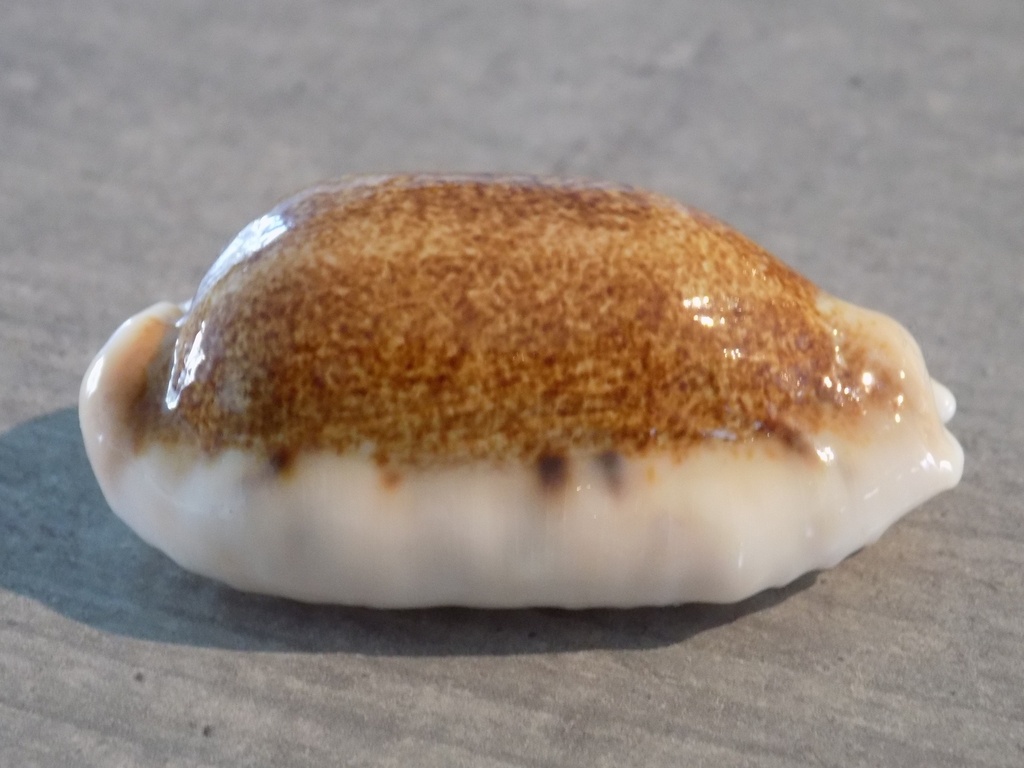 CYPRAEA ERRONEA CAURICA Nigérisante