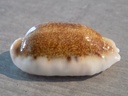 CYPRAEA ERRONEA CAURICA Nigérisante