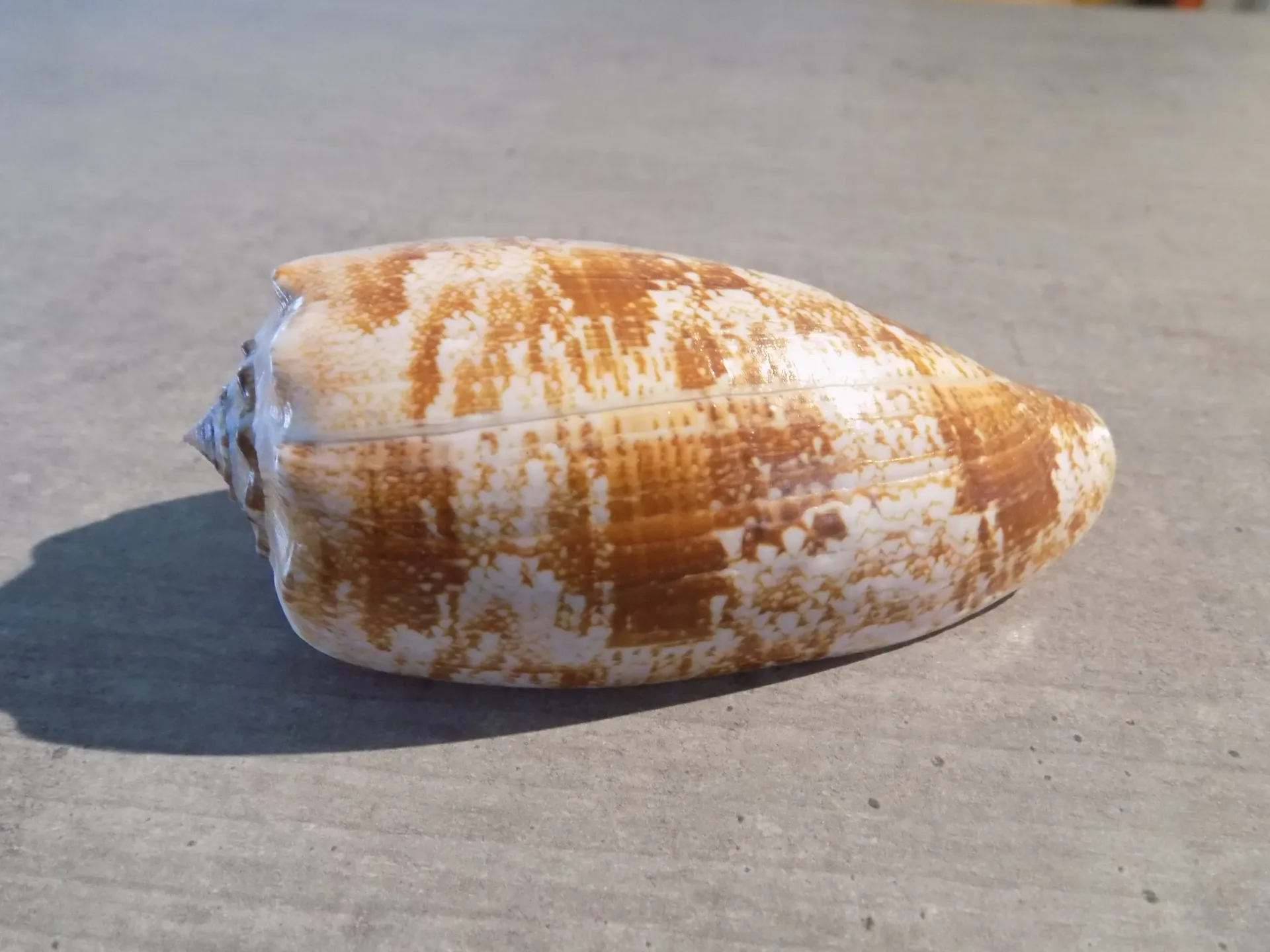 CONIDAE GASTRIDIUM GEOGRAPHUS