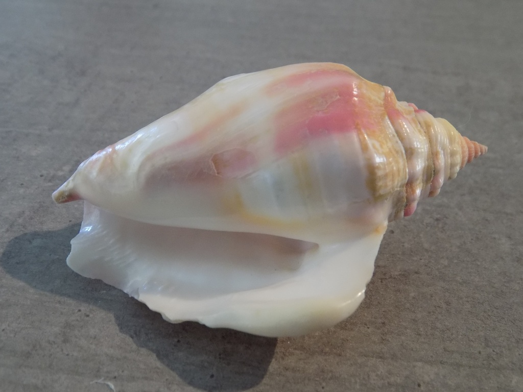 STROMBIDAE PERSISTROMBUS LATUS