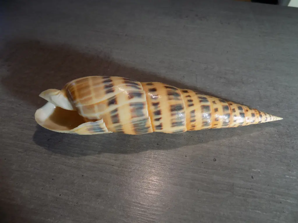 TEREBRIDAE OXYMERIS MACULATA XXL