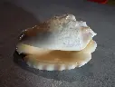STROMBIDAE LENTIGO LENTIGINOSUS XL