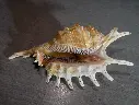 STROMBIDAE LAMBIS DIGITATA XL