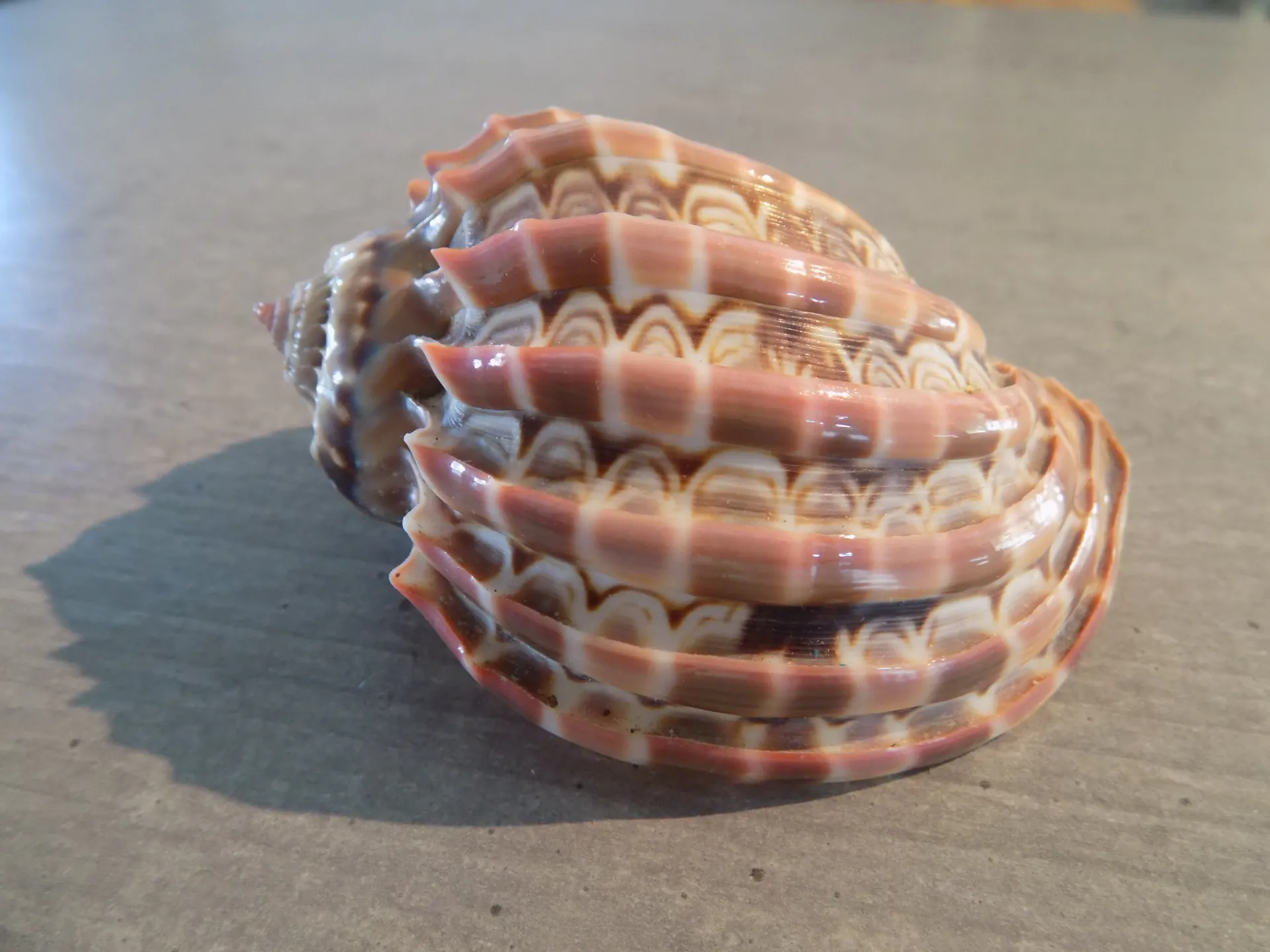 HARPIDAE HARPA CABRITI Pink