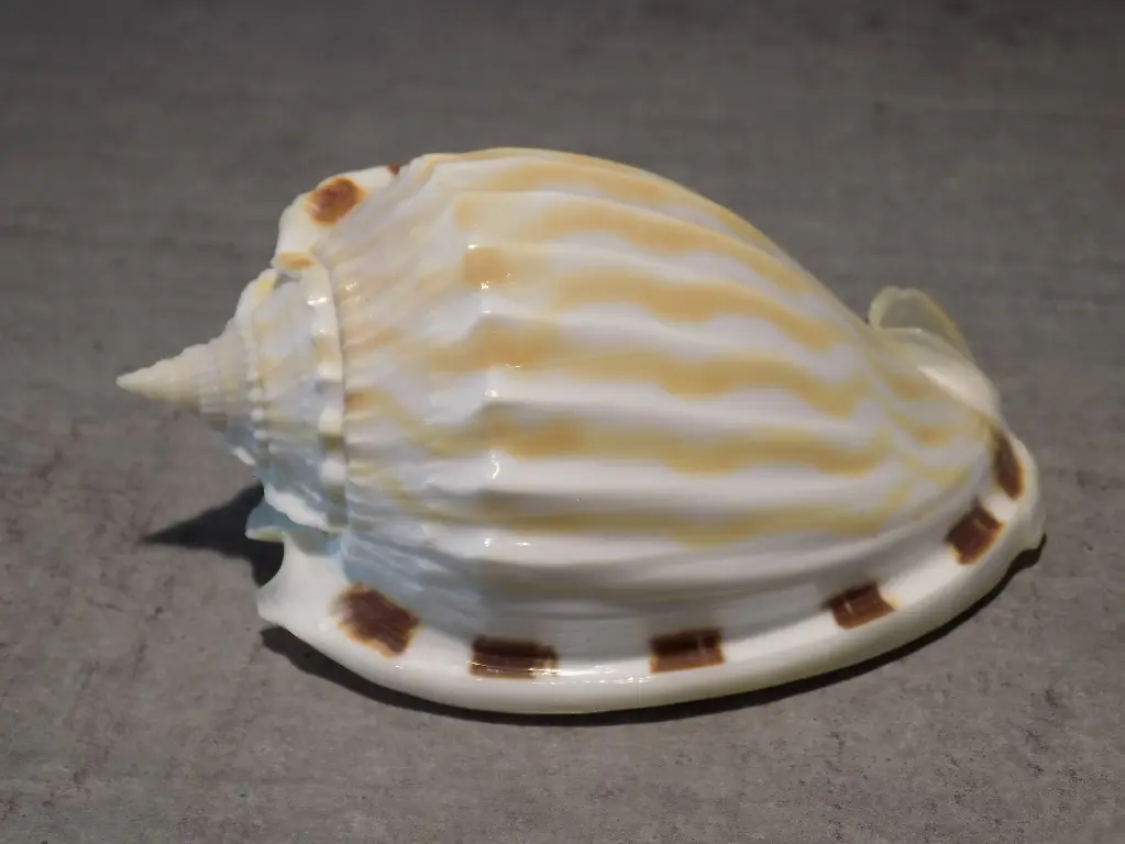 CASSIDAE PHALIUM FIMBRIA XL