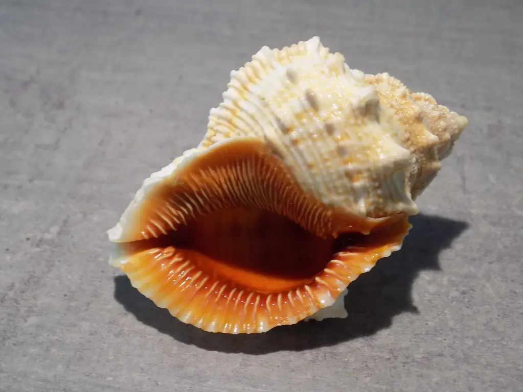 BURSIDAE BUFONARIA FOLIATA 