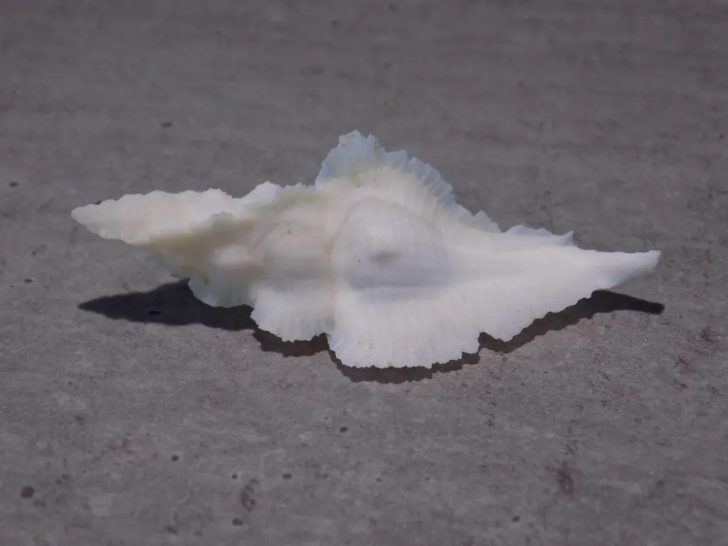 MURICIDAE PTERYNOTUS PINNATUS 