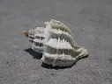 MURICIDAE TROPHON GEVERSIANUS