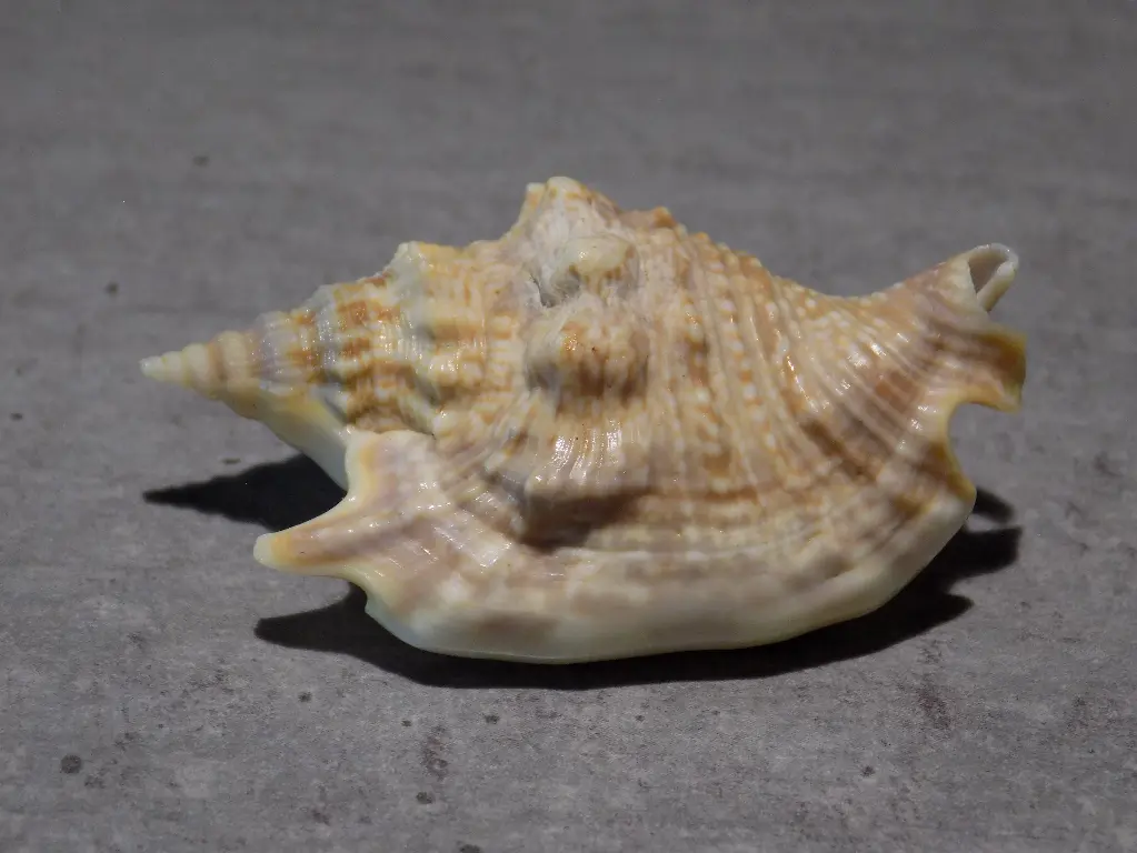 STROMBIDAE EUPROTOMUS AURORA