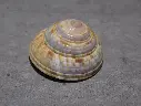 ARCHITECTONICIDAE ARCHITECTONICA PURPURATA 
