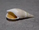 NASSARIIDAE BULLIA NATALENSIS