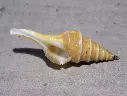 TURRIDAE LOPHIOTOMA LEUCOTROPSIS