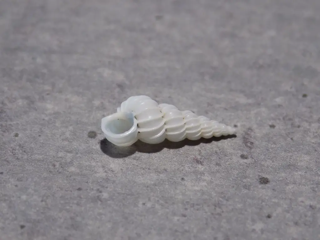 EPITONIIDAE EPITONIUM GEORGETTINA