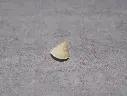 CALLIOSTOMATIDAE CALLIOSTOMA TICAONICUM 