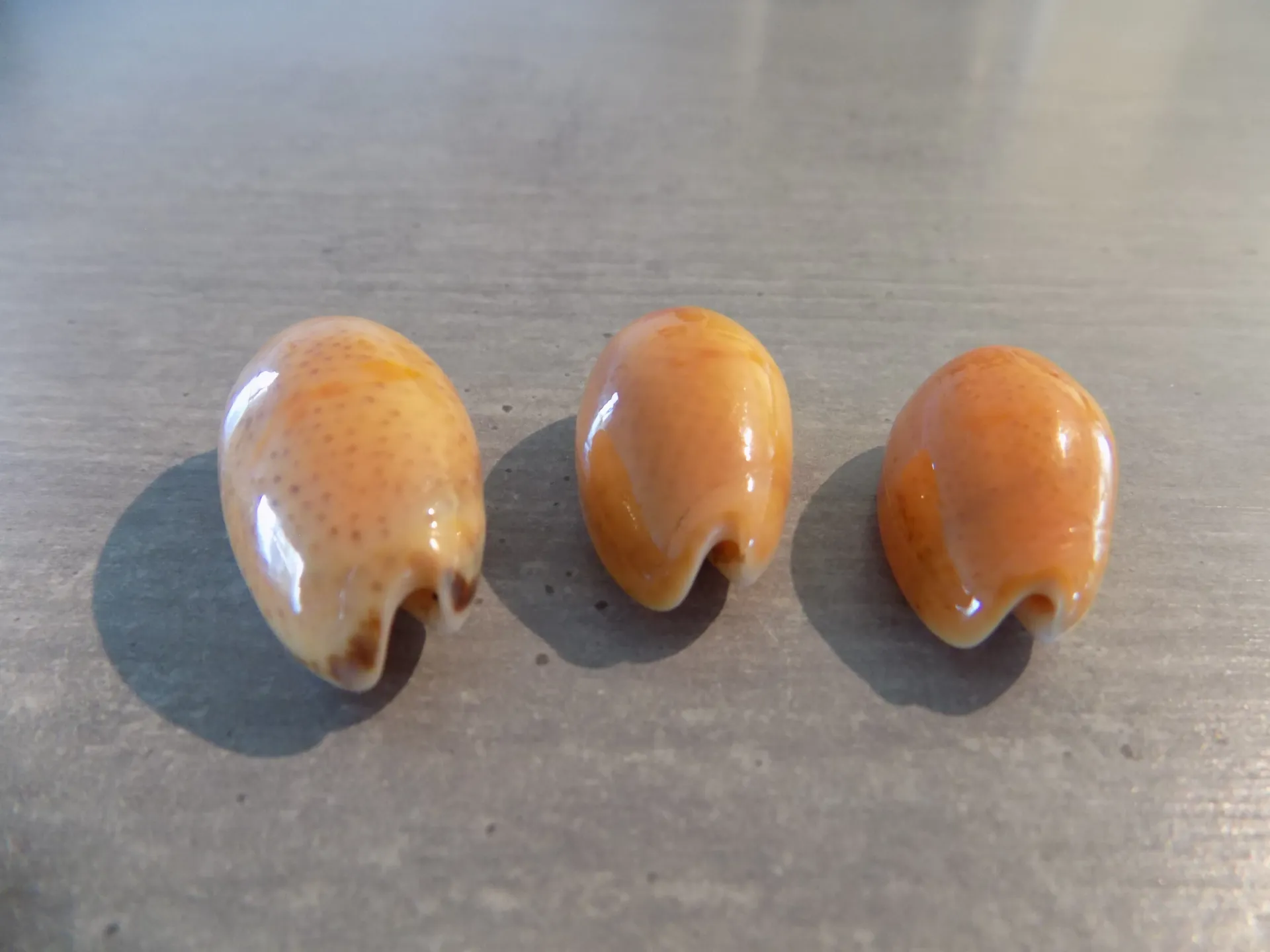 OLIVIDAE OLIVA BULBIFORMIS orange