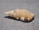 COLUBRARIIDAE COLUBRARIA CASTANEA