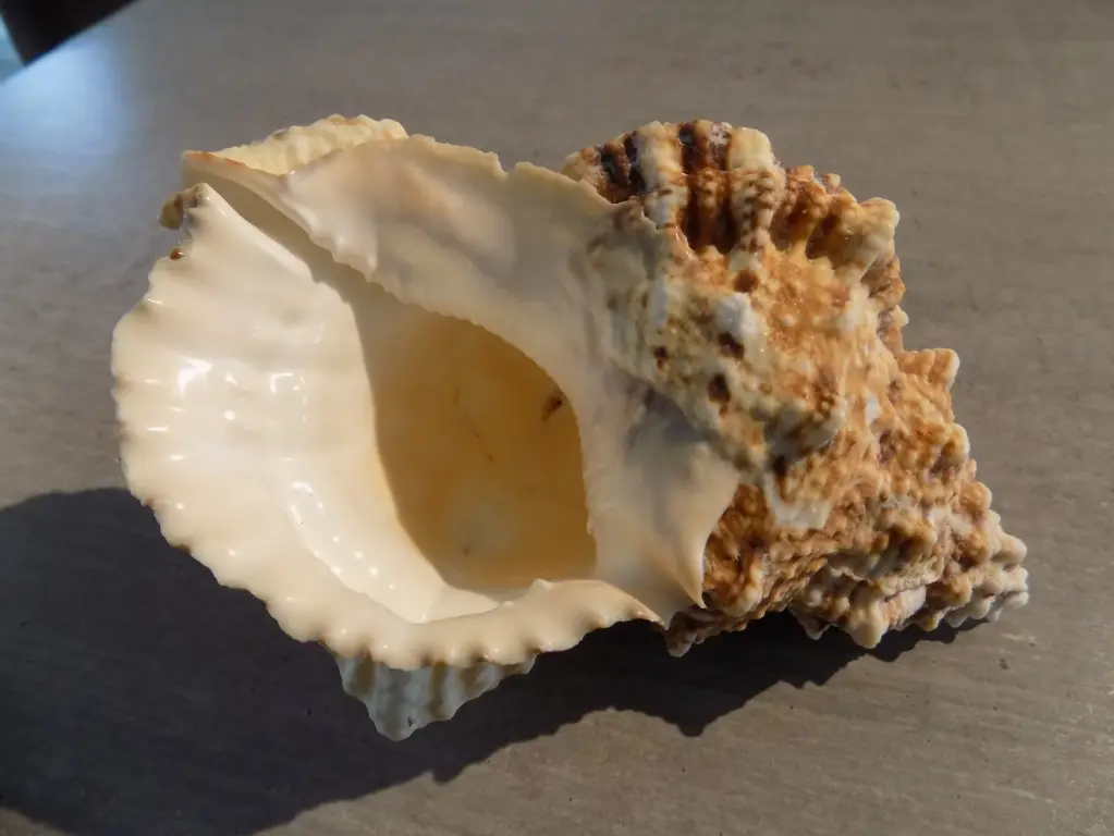 BURSIDAE TUTUFA BUFO 