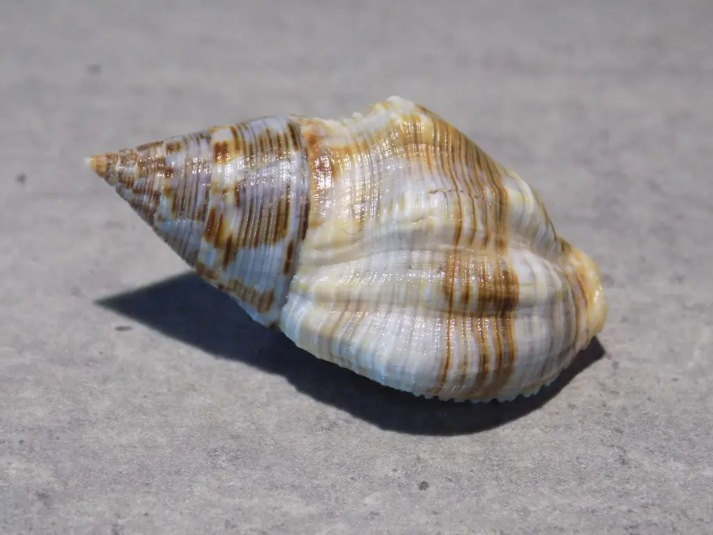 BUCCINIDAE CANTHARUS VARIEGATUS