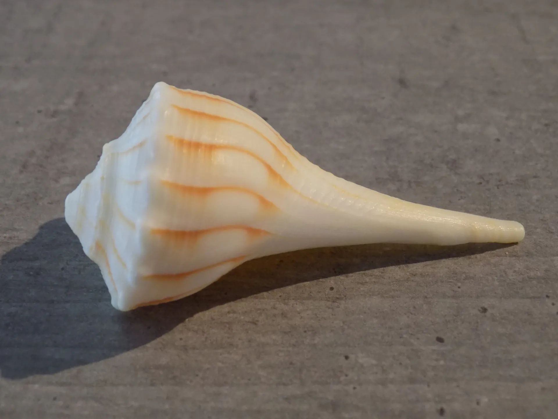 BUCCINIDAE BUSYCON CONTRARIUM