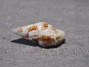 BUCCINIDAE PRODOTIA BILLEHEUSTI