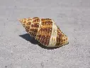 PISANIIDAE POLLIA FUMOSA XL