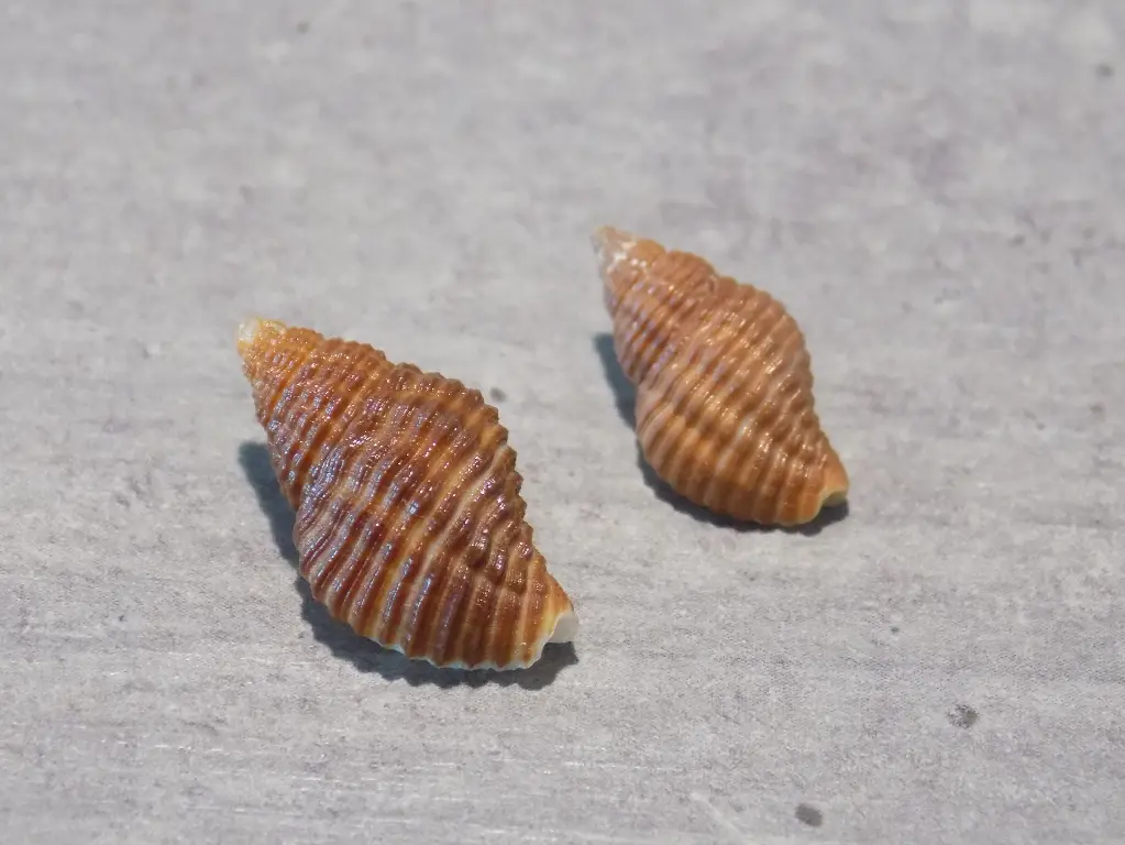 PISANIIDAE POLLIA FUMOSA lot 2u
