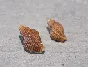 PISANIIDAE POLLIA FUMOSA lot 2u