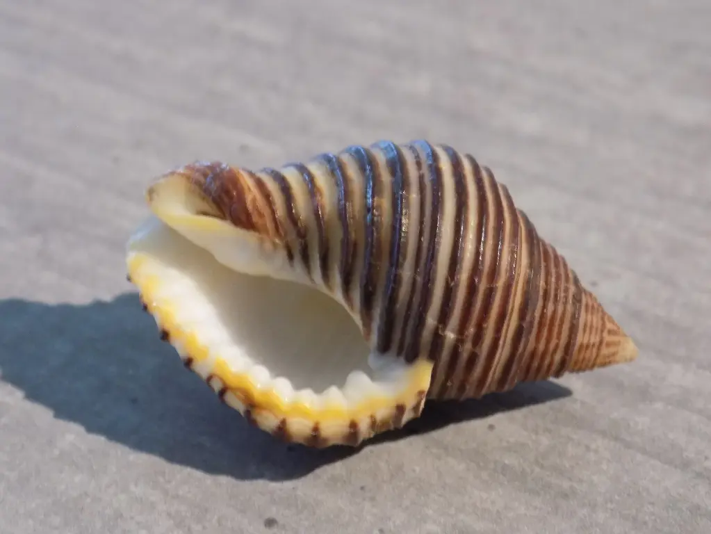PISANIIDAE POLLIA UNDOSA 