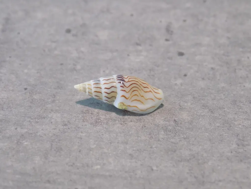 COLUMBELLIDAE MITRELLA BLANDA