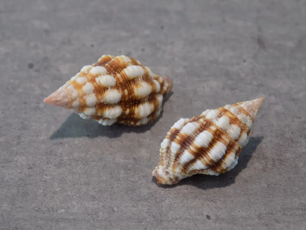 FASCIOLARIIDAE PERISTERNIA NASSATULA lot 2u
