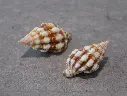 FASCIOLARIIDAE PERISTERNIA NASSATULA lot 2u