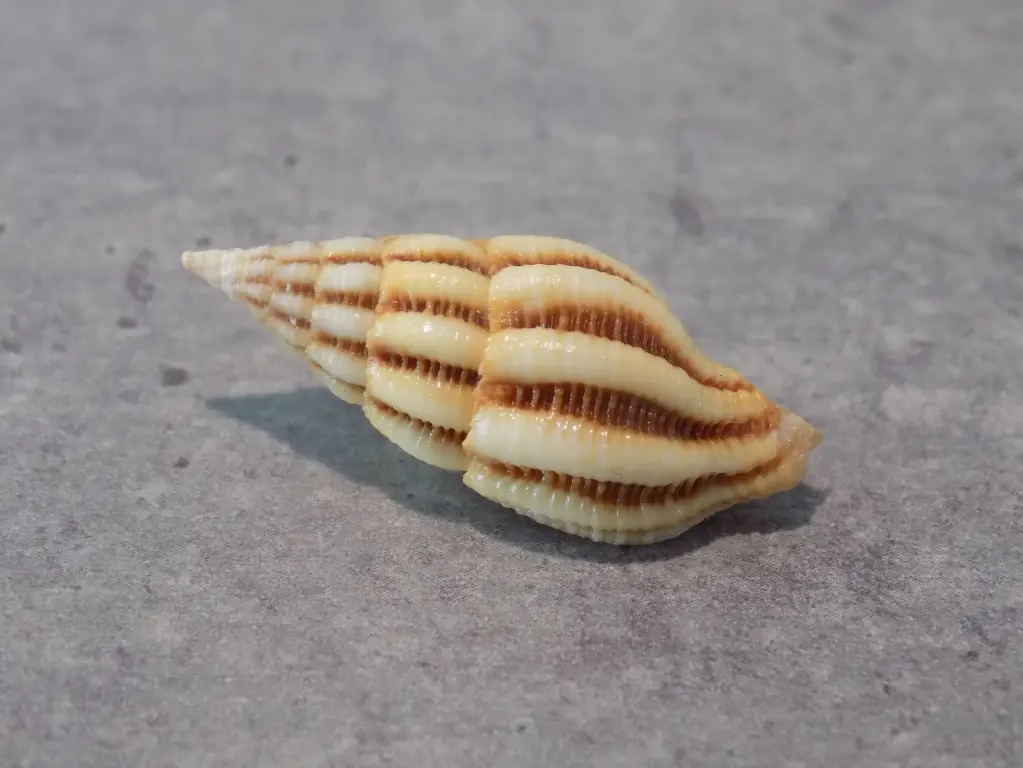 FASCIOLARIIDAE PERISTERNIA REINCARNATA XL