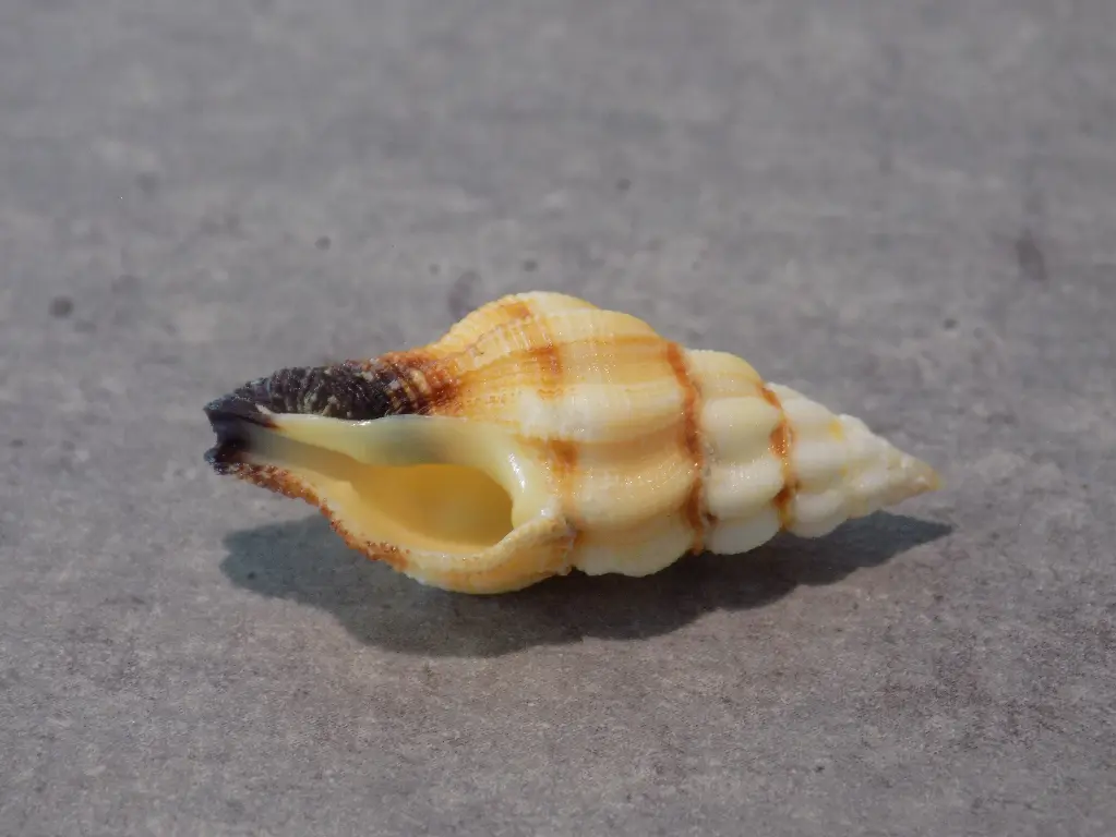 FASCIOLARIIDAE PERISTERNIA ROLLANDI