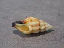 FASCIOLARIIDAE PERISTERNIA ROLLANDI