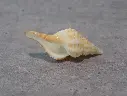 FASCIOLARIIDAE GRANULIFUSUS DONDANI