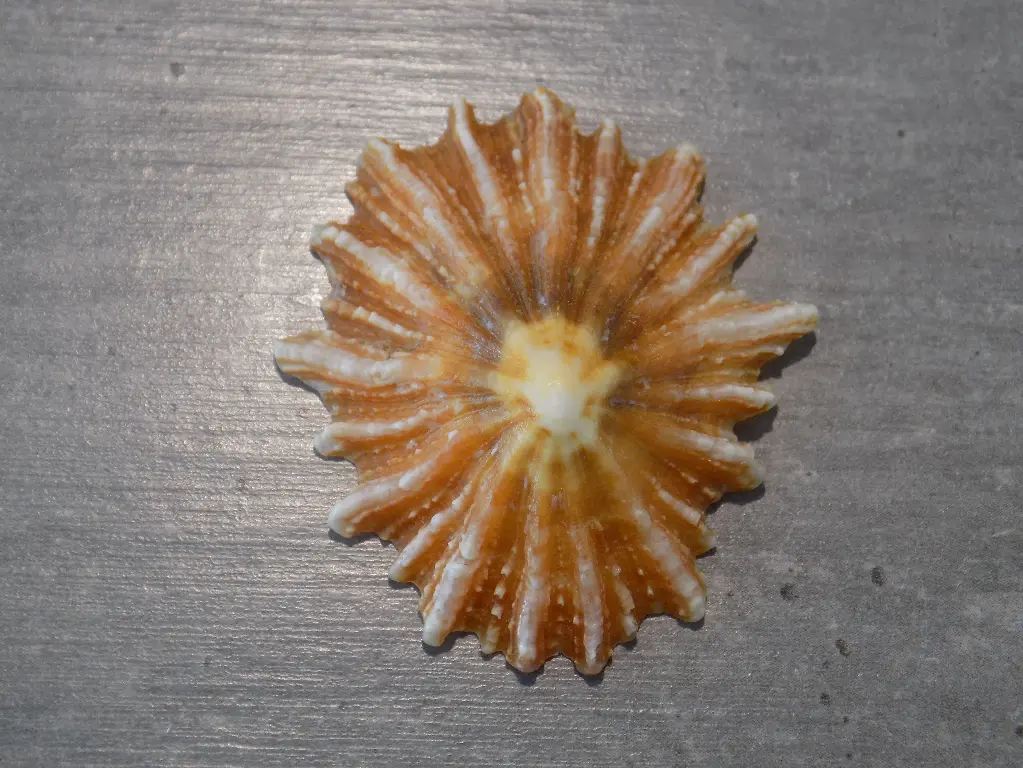 PATELLIDAE SCUTELLASTRA TABULARIS