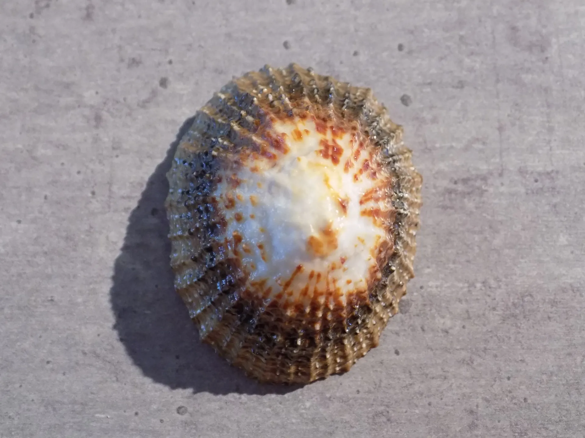 PATELLIDAE SCUTELLASTRA GRANULARIS