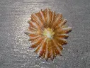 PATELLIDAE SCUTELLASTRA TABULARIS