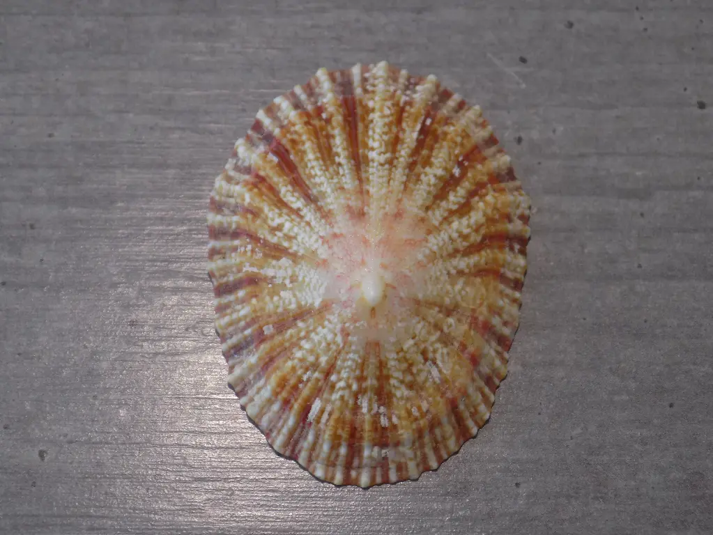 PATELLIDAE CYMBULA MINIATA