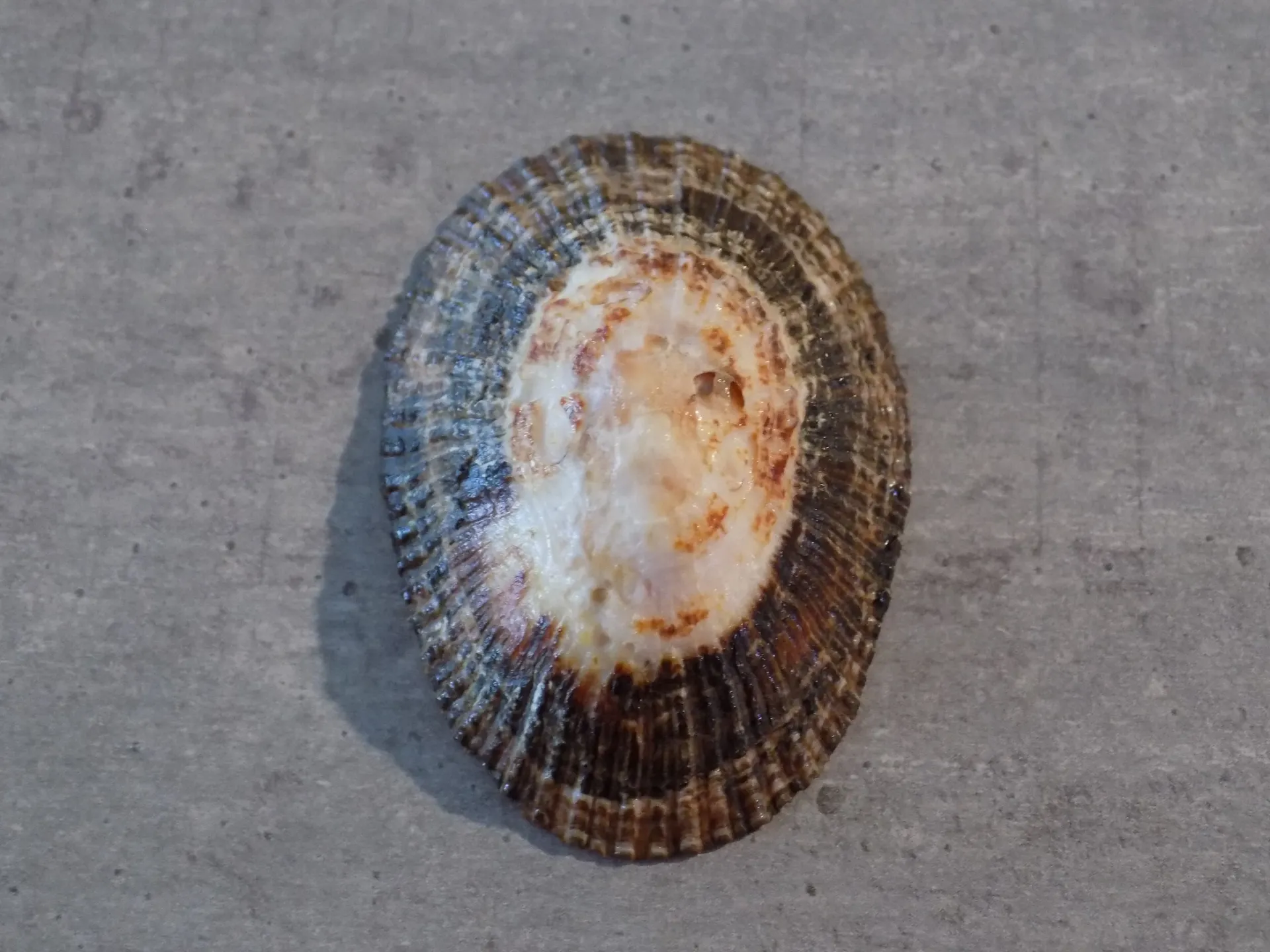 PATELLIDAE SCUTELLASTRA ARGENVILLEI