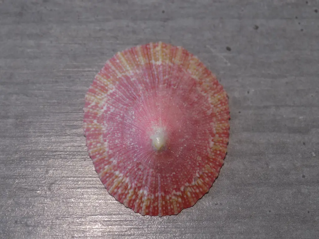 PATELLIDAE CYMBULA MINIATA