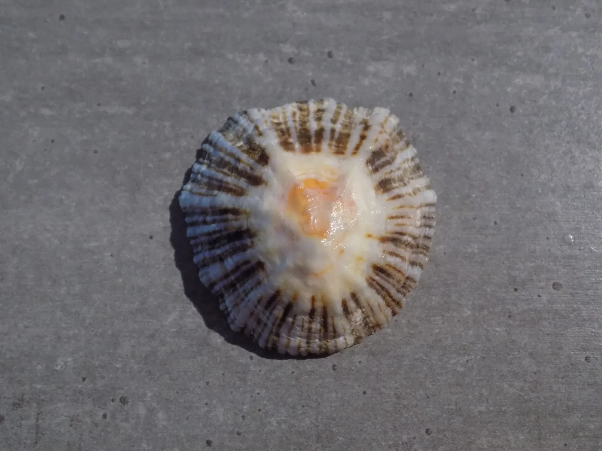 PATELLIDAE PATELLA DEPRESSEI