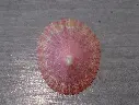PATELLIDAE CYMBULA MINIATA