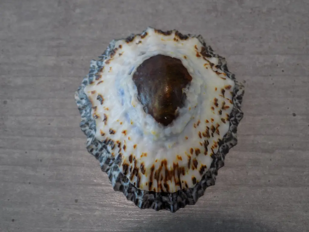 PATELLIDAE CYMBULA GRANATINA